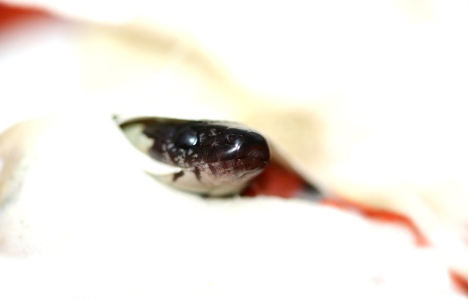 Lampropeltis ruthveni, hatching