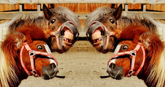 Animal pony