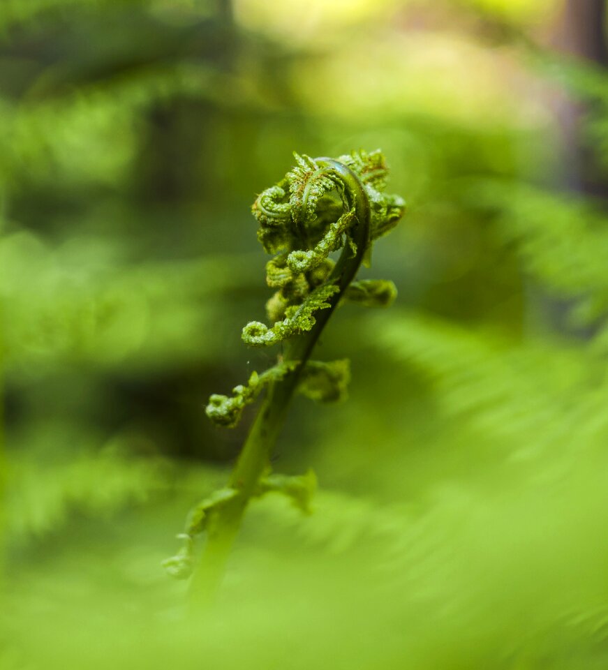 Spring nature green