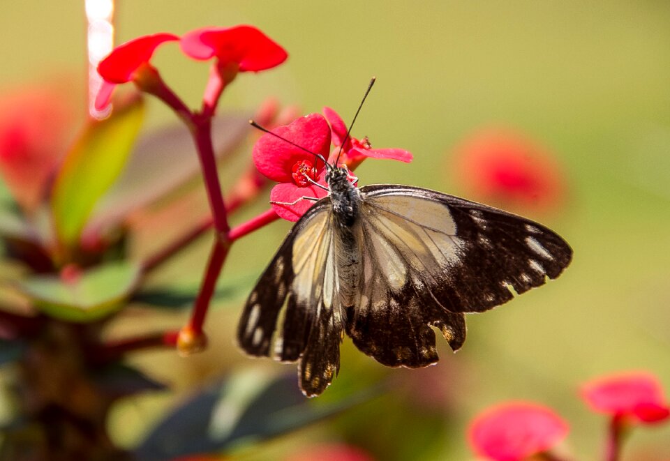 Black wild insect