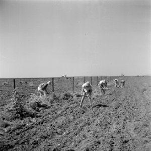 Landarbeidsters van verschillende nationaliteiten aan het werk op de akkers van…, Bestanddeelnr 255-0609