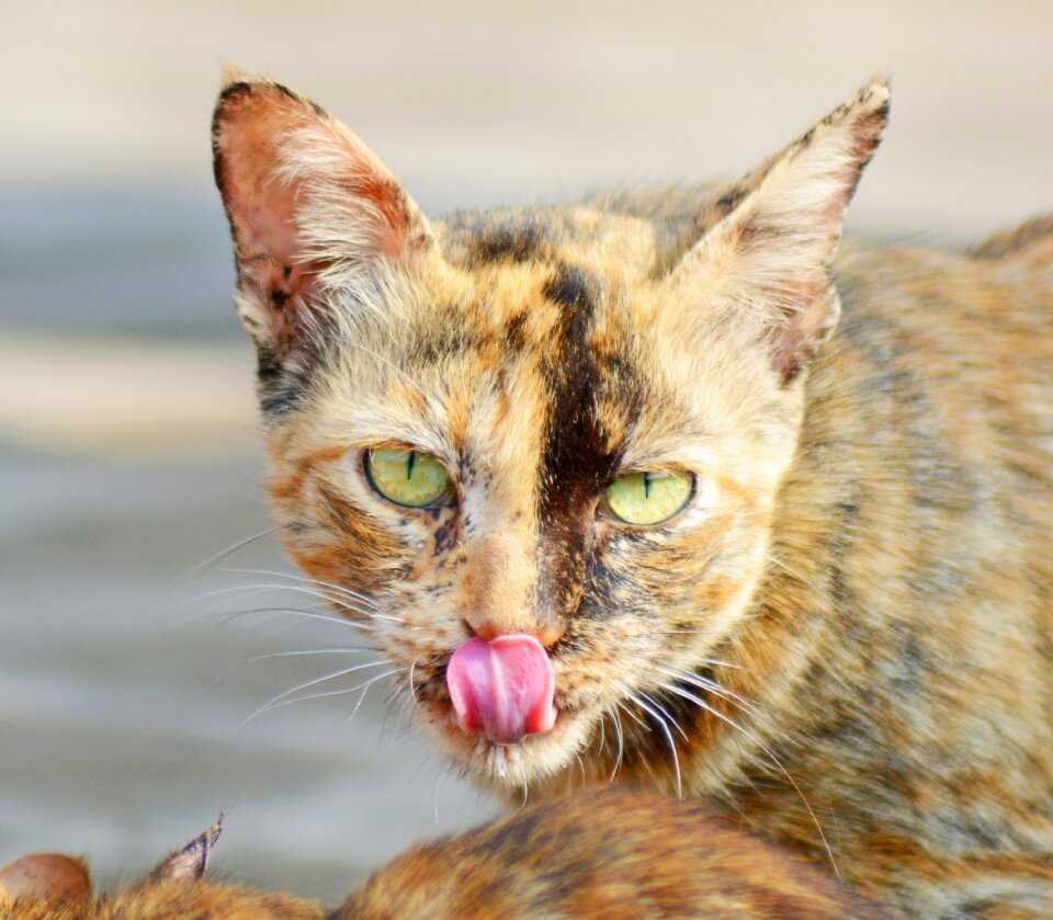 Pet close brown