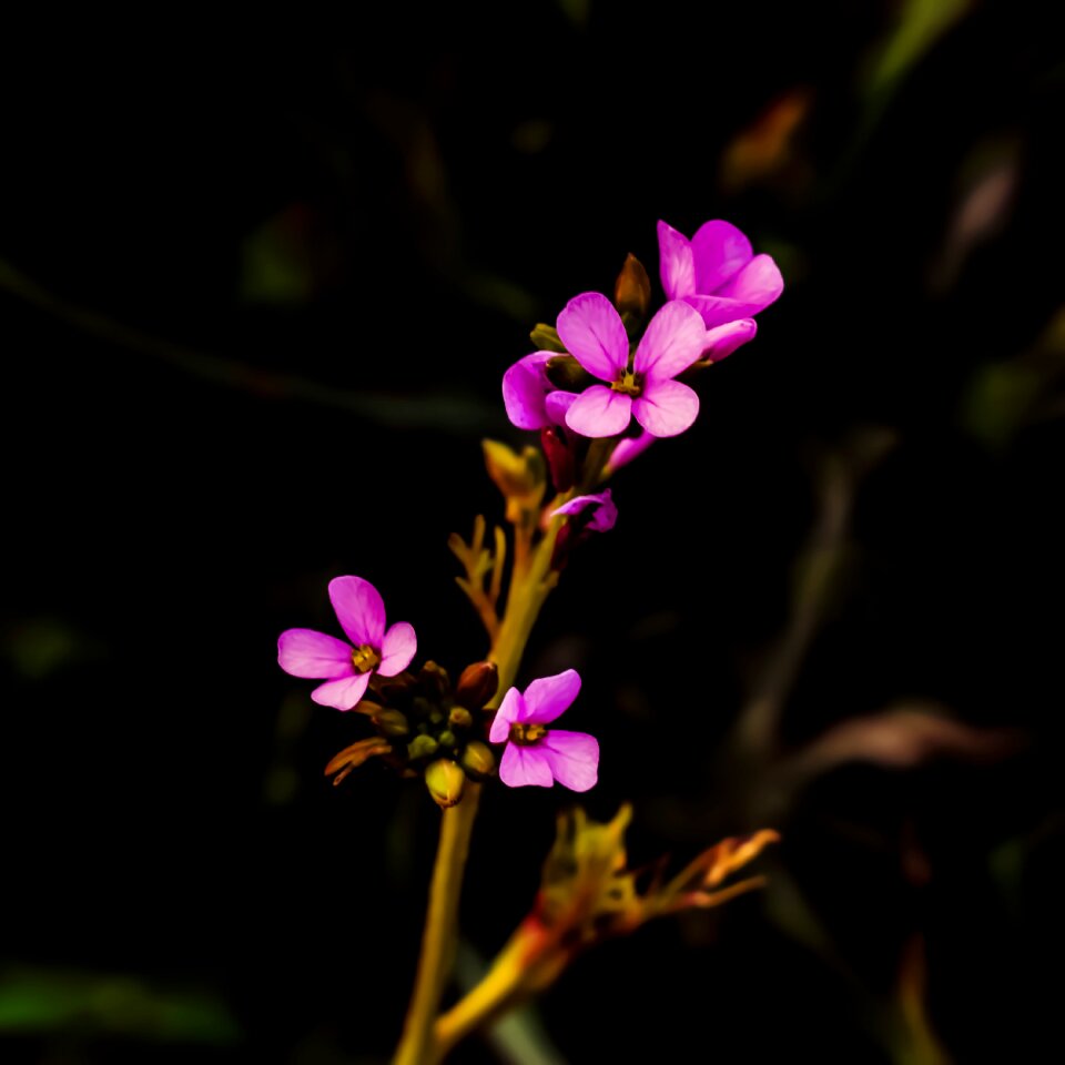 Blossom petal nature