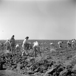 Landarbeidsters van verschillende nationaliteiten aan het werk op de akkers van…, Bestanddeelnr 255-0606