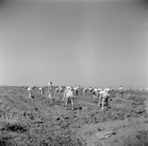 Landarbeidsters van verschillende nationaliteiten aan het werk op de akkers van…, Bestanddeelnr 255-0607