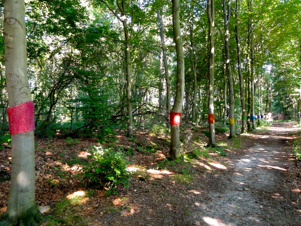 Landart in Putten Trees dressed with knitting ware