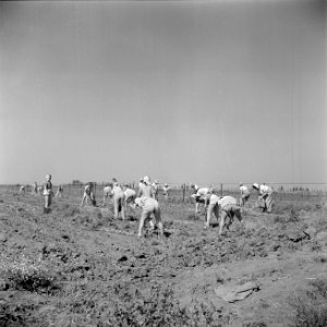 Landarbeidsters van verschillende nationaliteiten aan het werk op de akkers van…, Bestanddeelnr 255-0608
