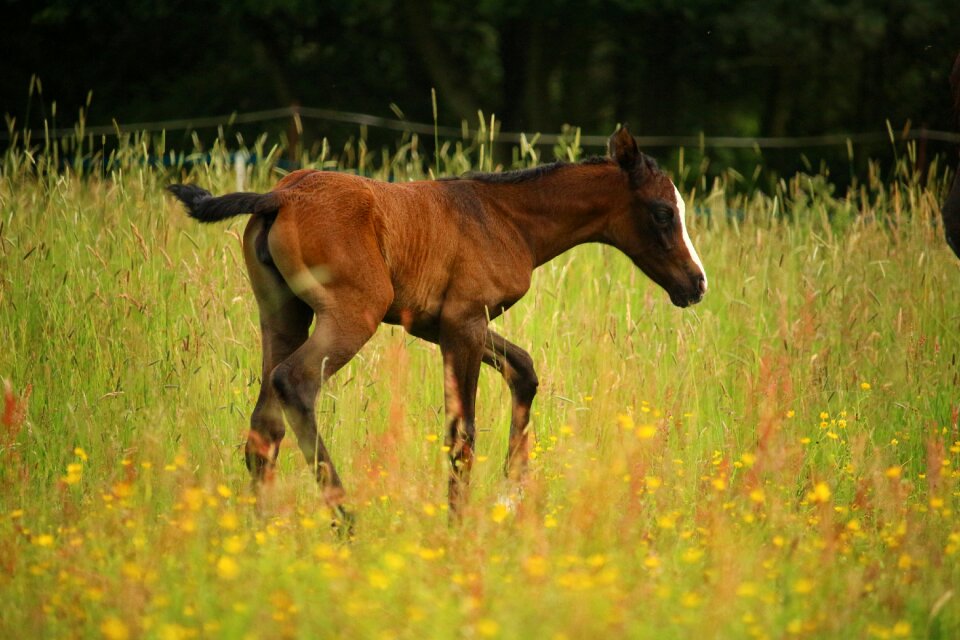 Pasture suckling thoroughbred arabian