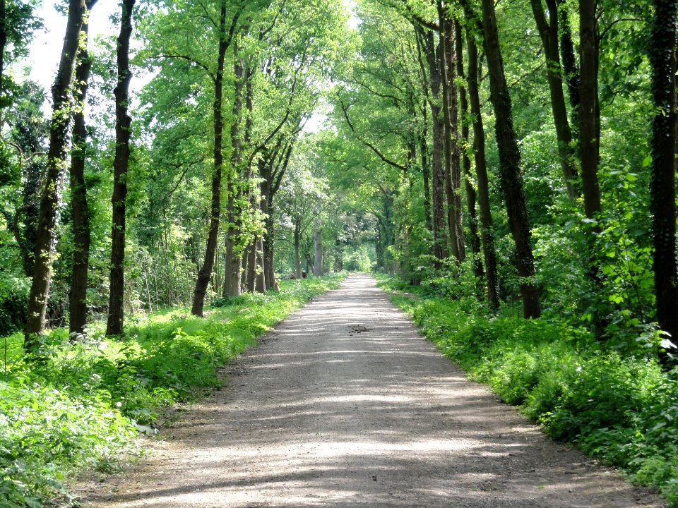 Landgoed Loenen Rijksmonument 520767 tuinaanleg, de Grote Allee