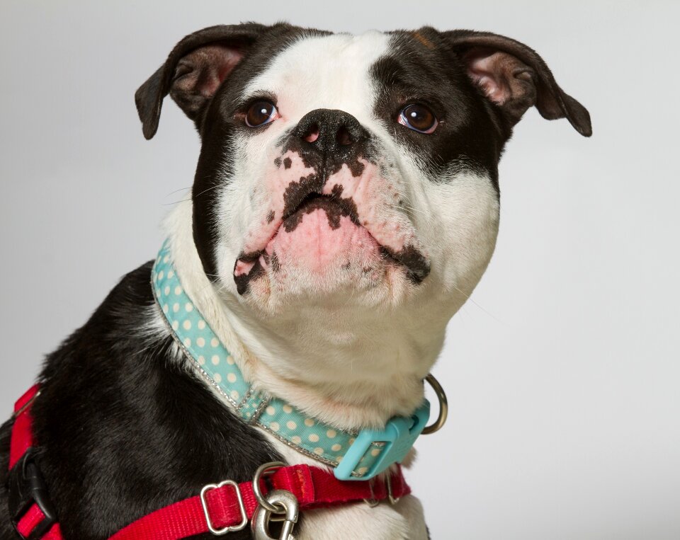 Canine domestic pose