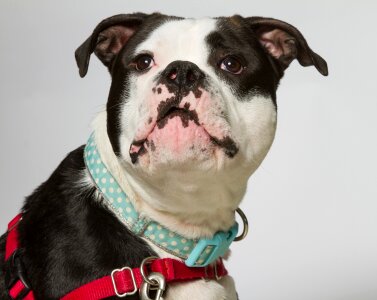 Canine domestic pose