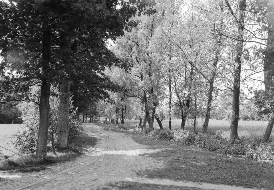 Landgoed Junne. Bosweg, Bestanddeelnr 164-0871