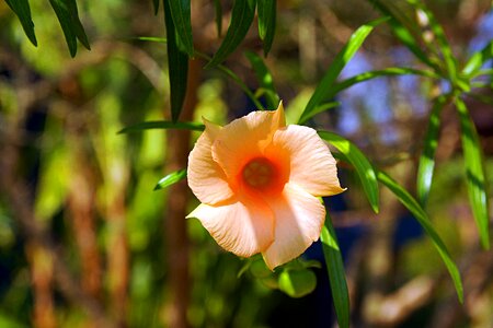 Tree plant blossom