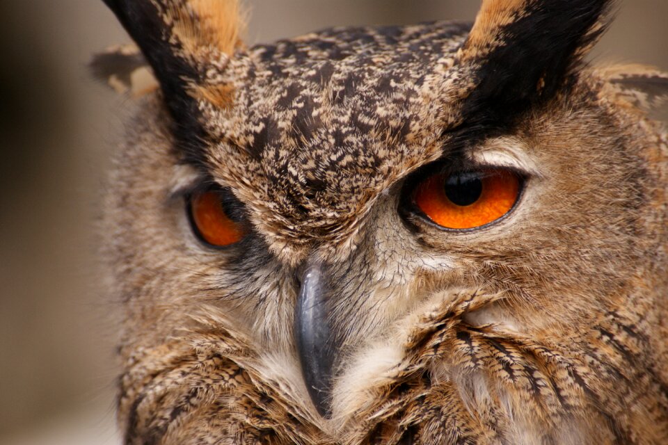 Tawny owl nocturnal falconry