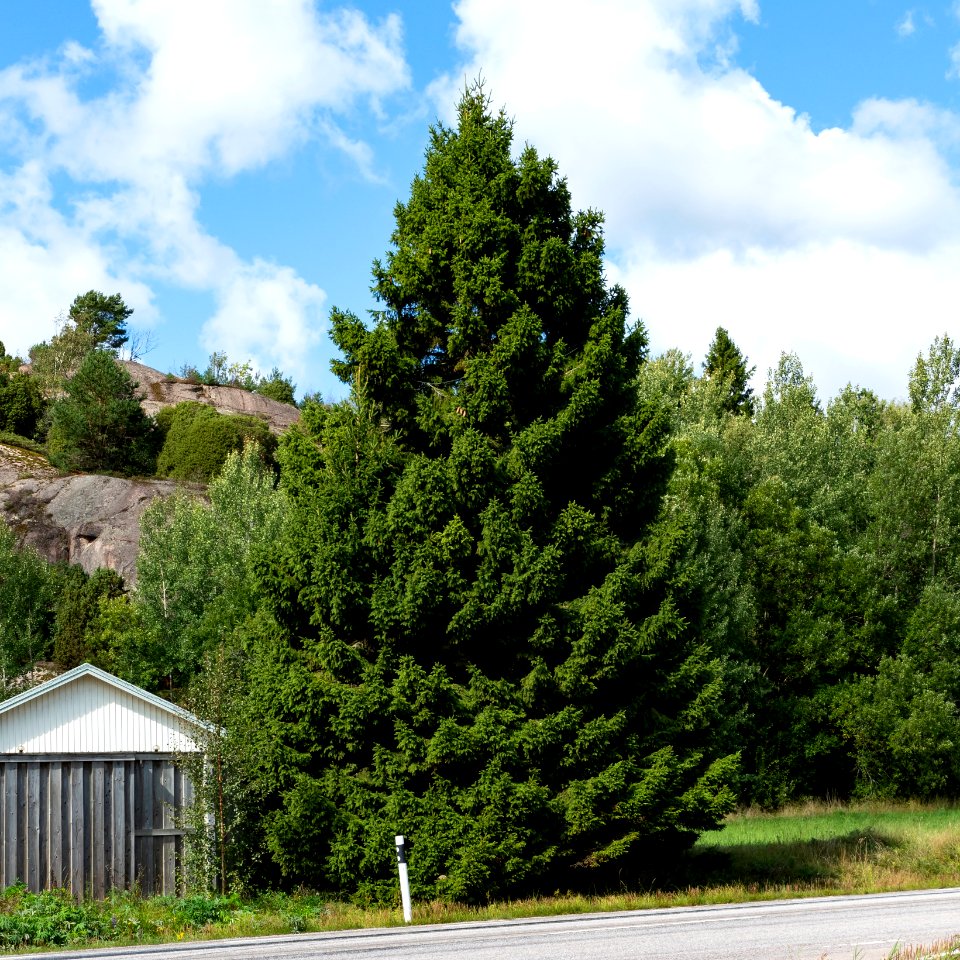 Landmark spruce by road 162 through Häggvall