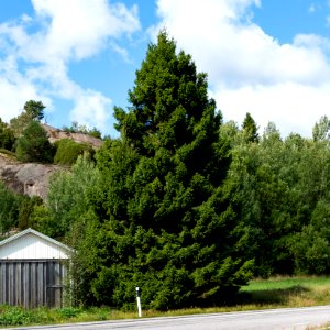 Landmark spruce by road 162 through Häggvall