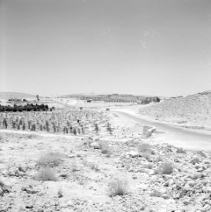 Landschap met een weg, aanplant en gebouwen van de kibboets, Bestanddeelnr 255-3344 photo