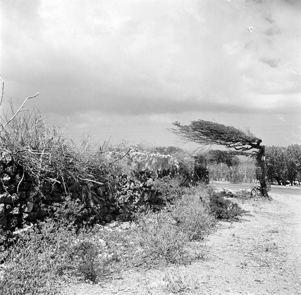 Landschap met een watapana- of divi-divi-boom op Curaçao, Bestanddeelnr 252-7374