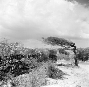 Landschap met een watapana- of divi-divi-boom op Curaçao, Bestanddeelnr 252-7375