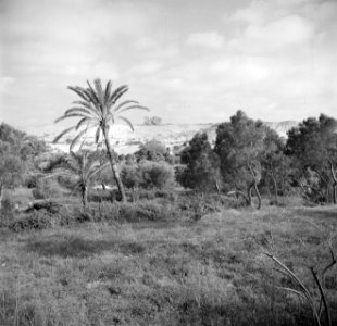 Landschap met bomen bij Askelon met op de achtergrond archeologische muurresten , Bestanddeelnr 255-1459