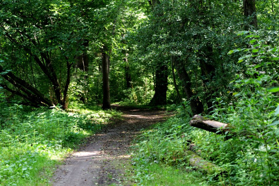 Lange Dammwiesen und Unteres Annatal near Stienitzsee 2020-07-22 15