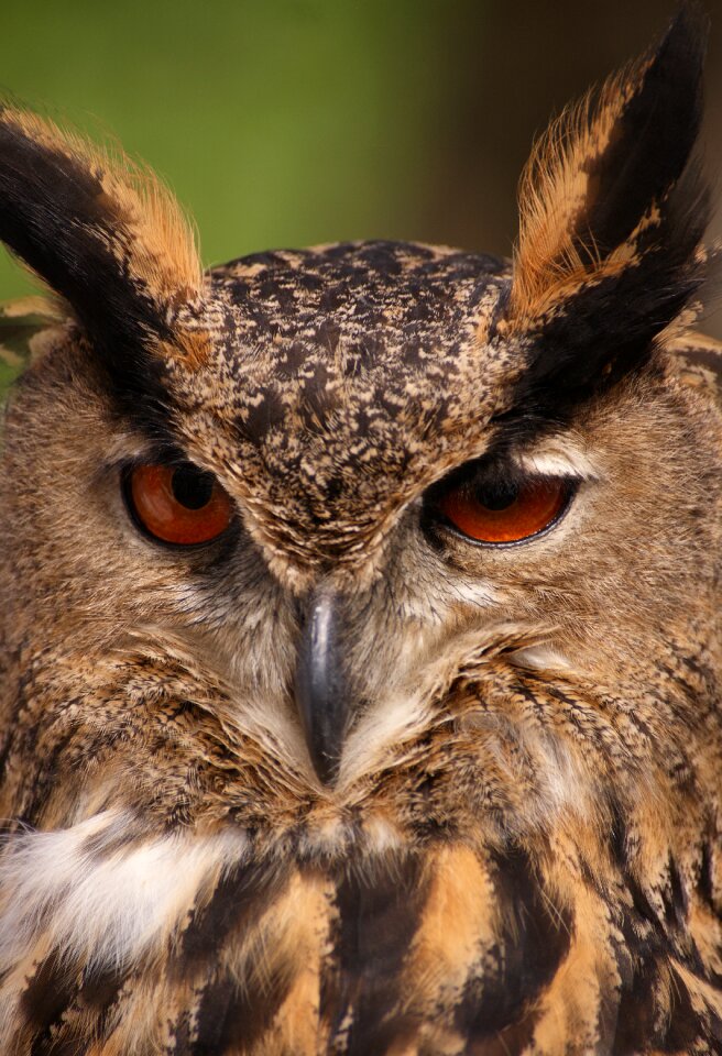 Tawny owl nocturnal falconry