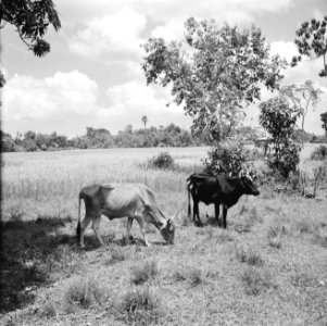 Landschap met koeien, Bestanddeelnr 252-2261