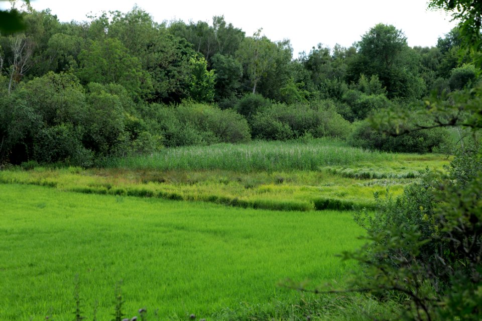 Lange Dammwiesen und Unteres Annatal near Stienitzsee 2020-07-22 159