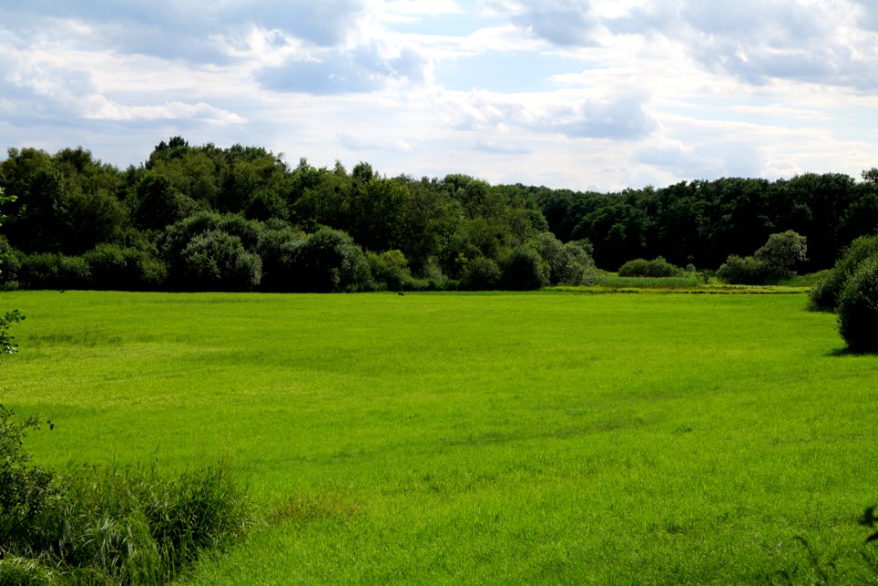Lange Dammwiesen und Unteres Annatal near Stienitzsee 2020-07-22 141
