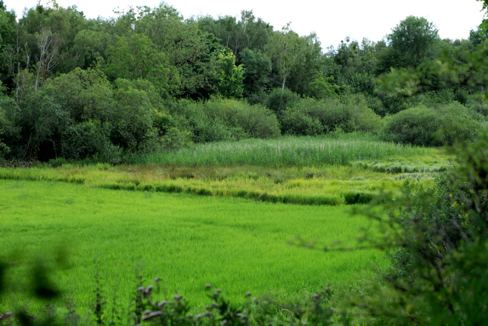 Lange Dammwiesen und Unteres Annatal near Stienitzsee 2020-07-22 157