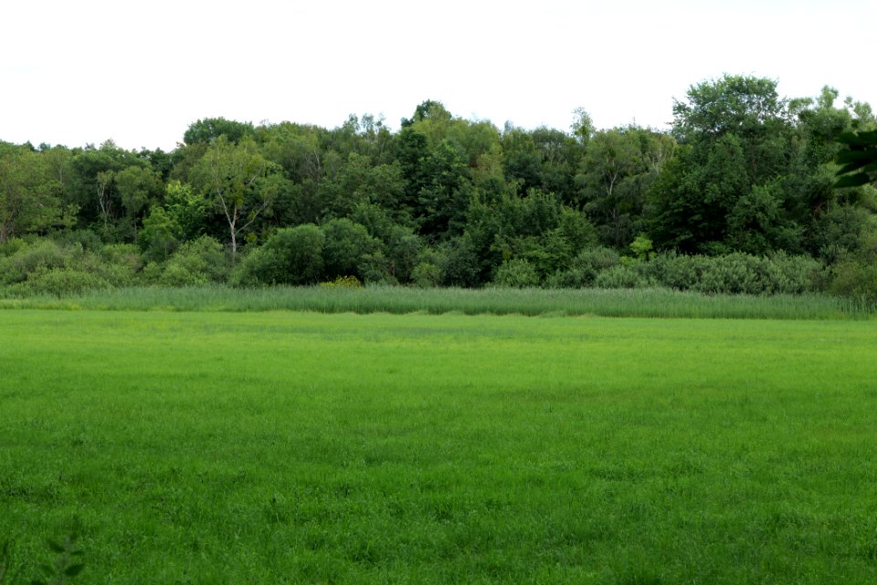 Lange Dammwiesen und Unteres Annatal near Stienitzsee 2020-07-22 163