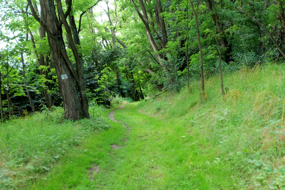 Lange Dammwiesen und Unteres Annatal near Stienitzsee 2020-07-22 155