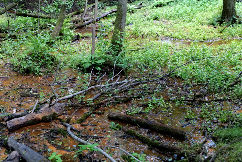 Lange Dammwiesen und Unteres Annatal near Stienitzsee 2020-07-22 113