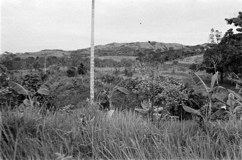 Landschap met palmen, Bestanddeelnr 186-2-3