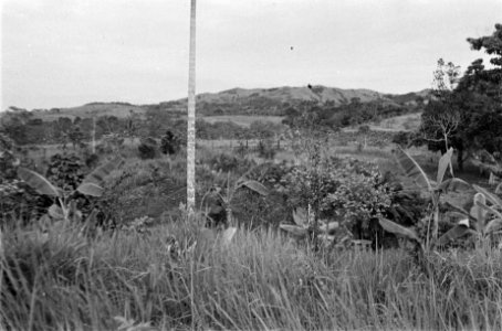 Landschap met palmen, Bestanddeelnr 186-2-3