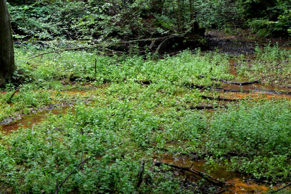 Lange Dammwiesen und Unteres Annatal near Stienitzsee 2020-07-22 110
