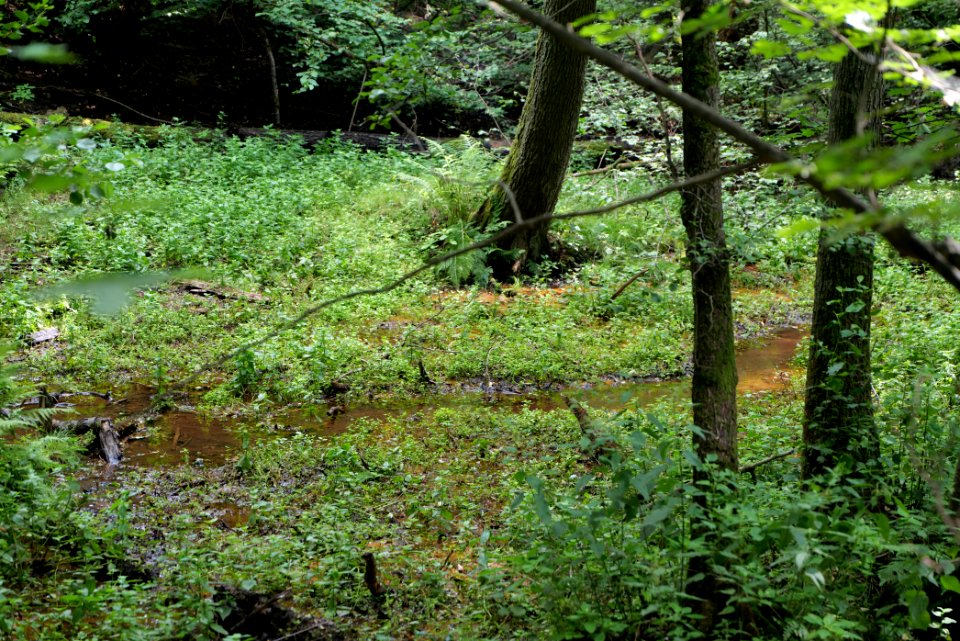 Lange Dammwiesen und Unteres Annatal near Stienitzsee 2020-07-22 109