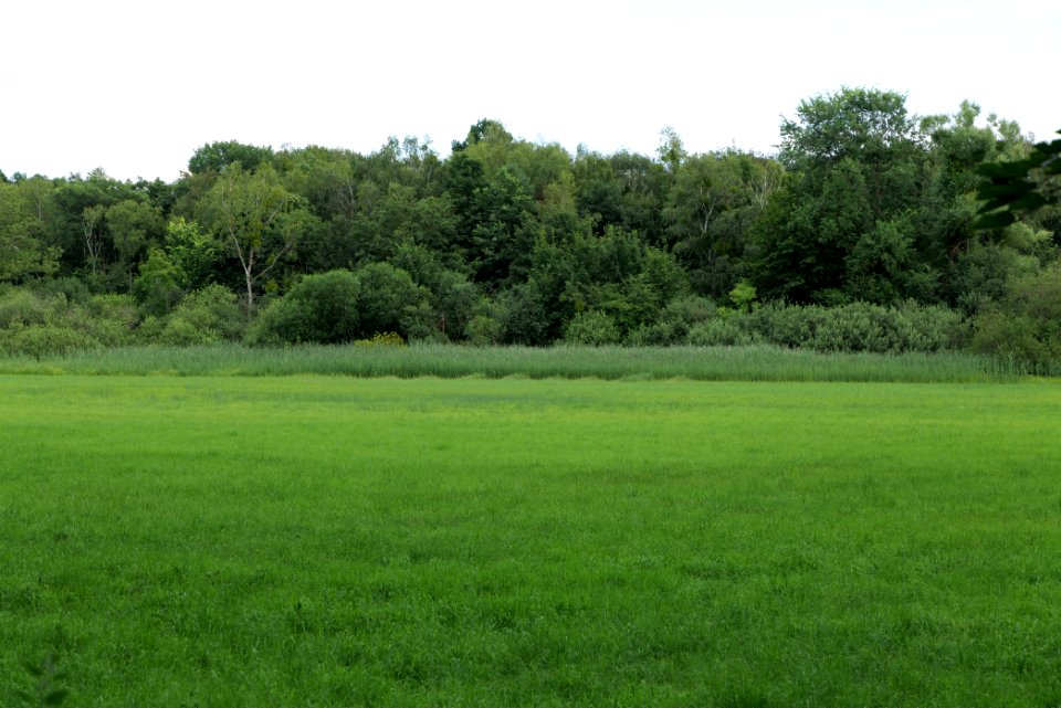 Lange Dammwiesen und Unteres Annatal near Stienitzsee 2020-07-22 162