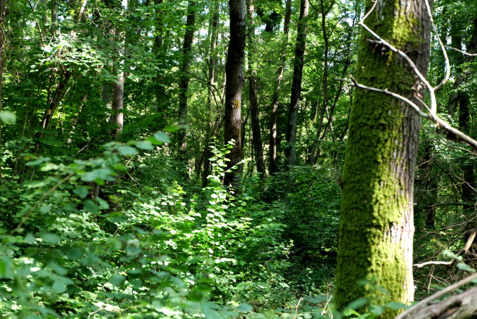 Lange Dammwiesen und Unteres Annatal near Stienitzsee 2020-07-22 06