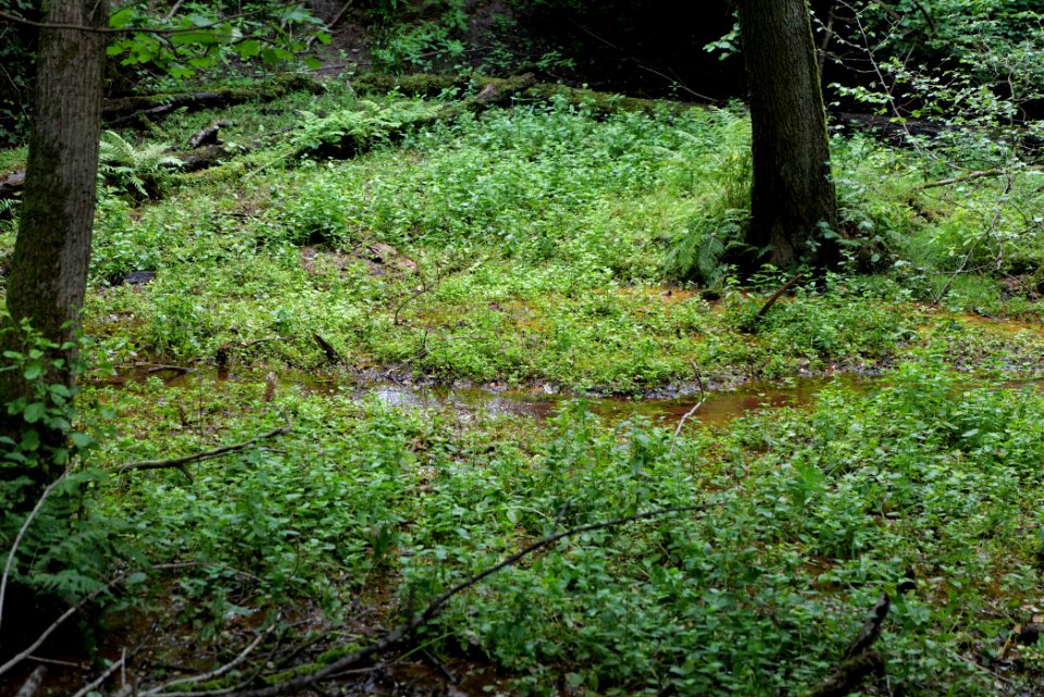 Lange Dammwiesen und Unteres Annatal near Stienitzsee 2020-07-22 112