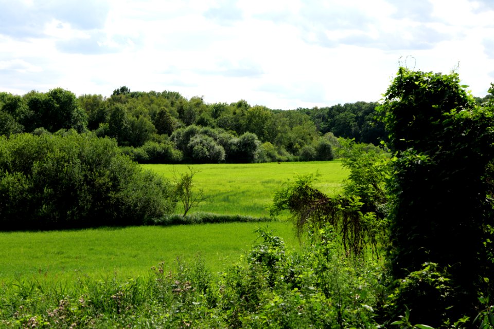 Lange Dammwiesen und Unteres Annatal near Stienitzsee 2020-07-22 138