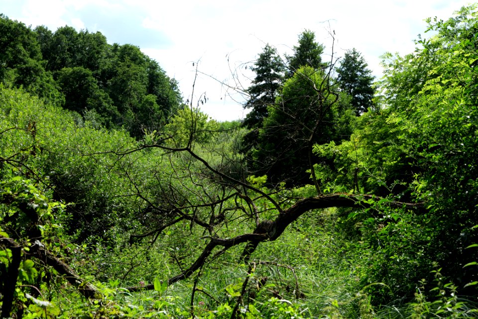 Lange Dammwiesen und Unteres Annatal near Stienitzsee 2020-07-22 131