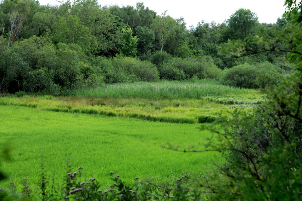 Lange Dammwiesen und Unteres Annatal near Stienitzsee 2020-07-22 158