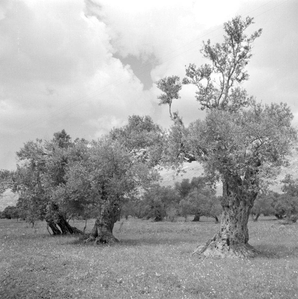 Landschap met olijfbomen, Bestanddeelnr 255-0839