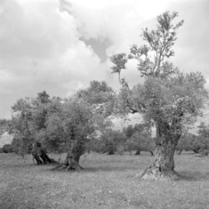 Landschap met olijfbomen, Bestanddeelnr 255-0839