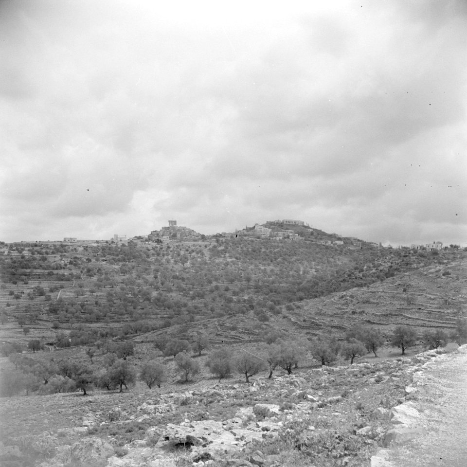 Landschap met olijfbomen nabij Safita, Bestanddeelnr 255-6014