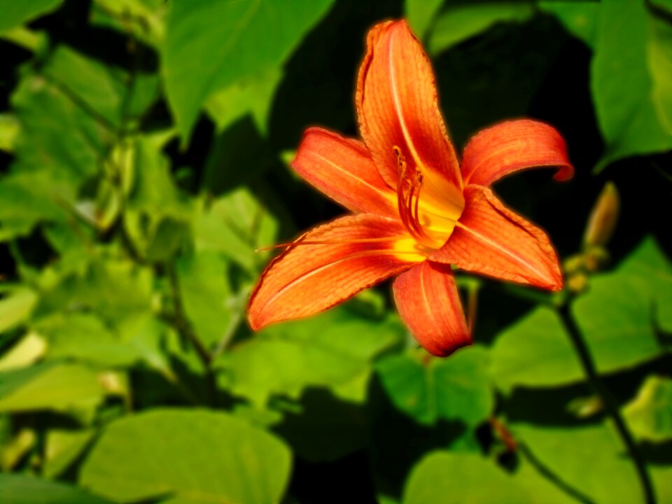 Floral meadow garden