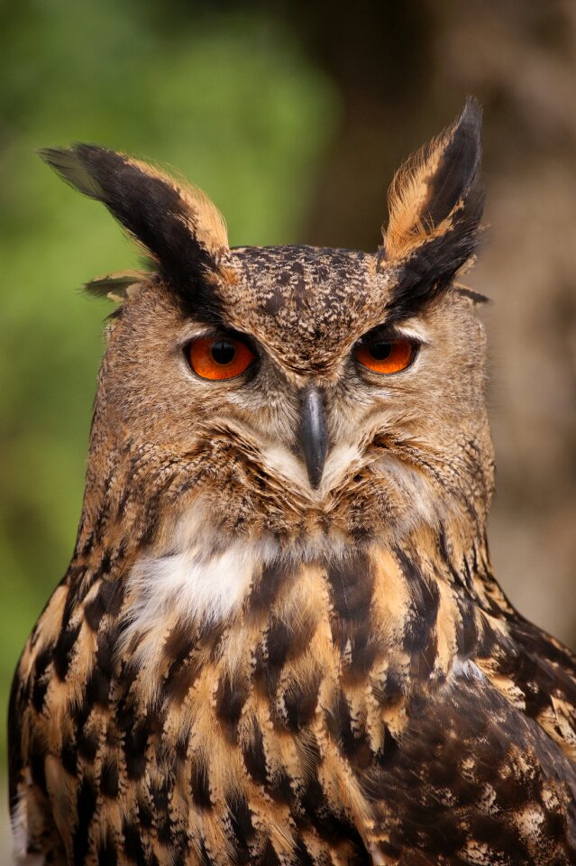 Tawny owl nocturnal falconry