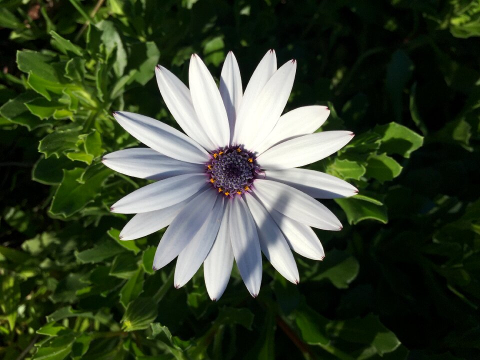Flower white green