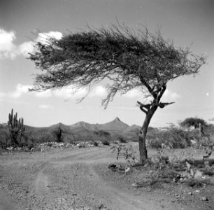 Landschap in Curaçao met in de verte de Christoffelberg, Bestanddeelnr 252-7455